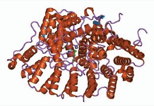 colorectal cancer screen